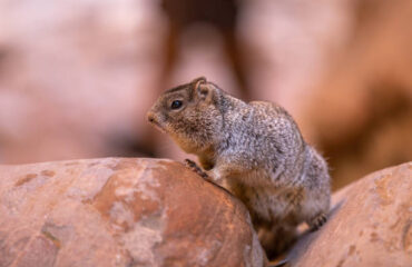 Cute little squirrel sitting on a rock